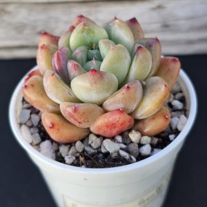 Echeveria 'Graff Pink' rosette 6cm