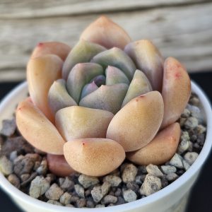 Echeveria 'Monroe Hybrid' rosette 6cm