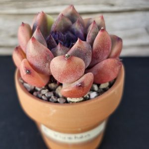 Echeveria 'Xiuzhen' rosette 6cm