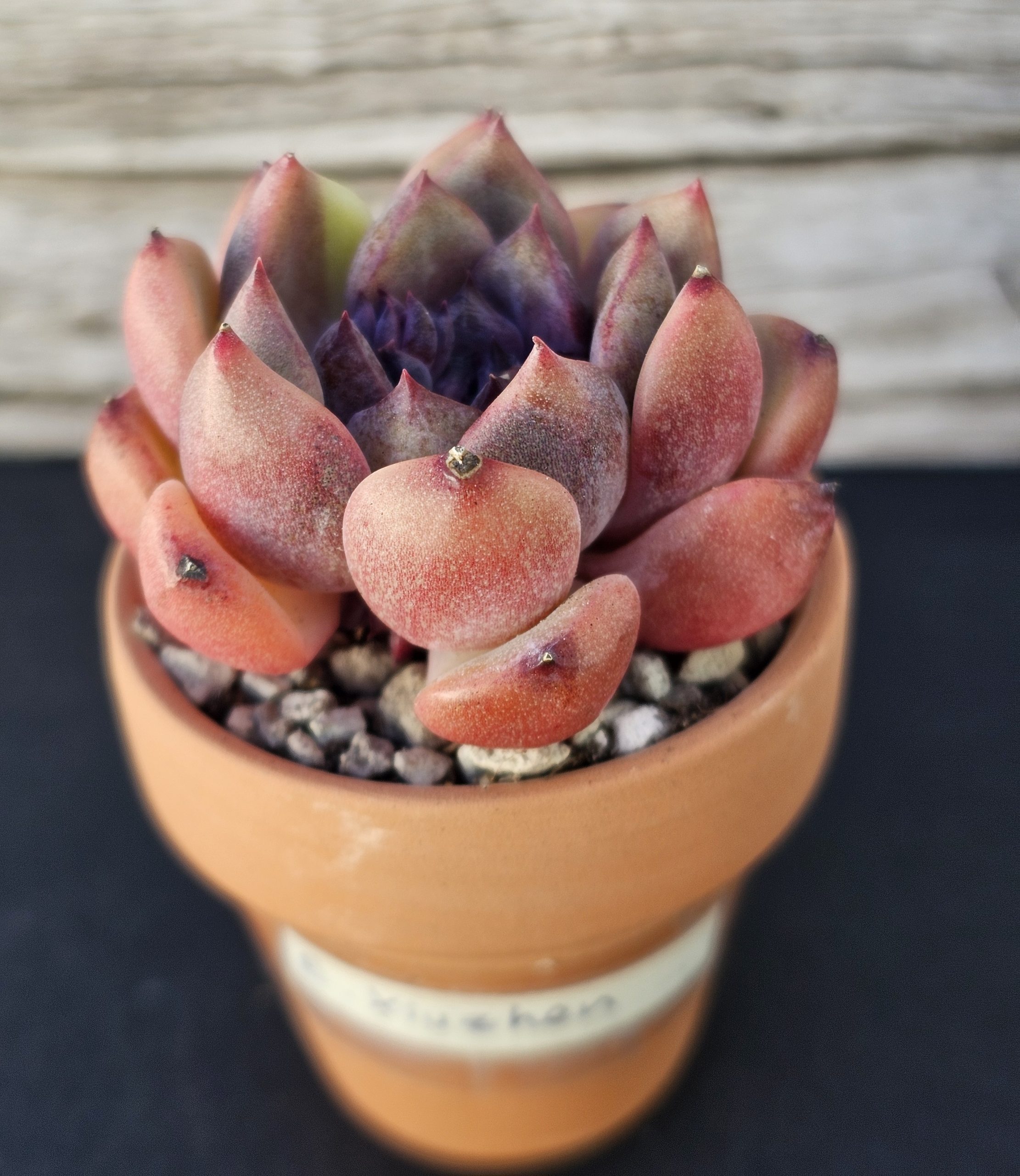 Echeveria 'Xiuzhen' rosette 6cm