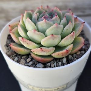 Echeveria 'Silhouette' pot 10cm