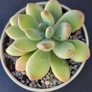 Pachyveria 'Thunderbird' pot 10cm
