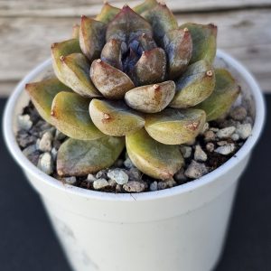 Echeveria 'Purple Stone' rosette 6cm