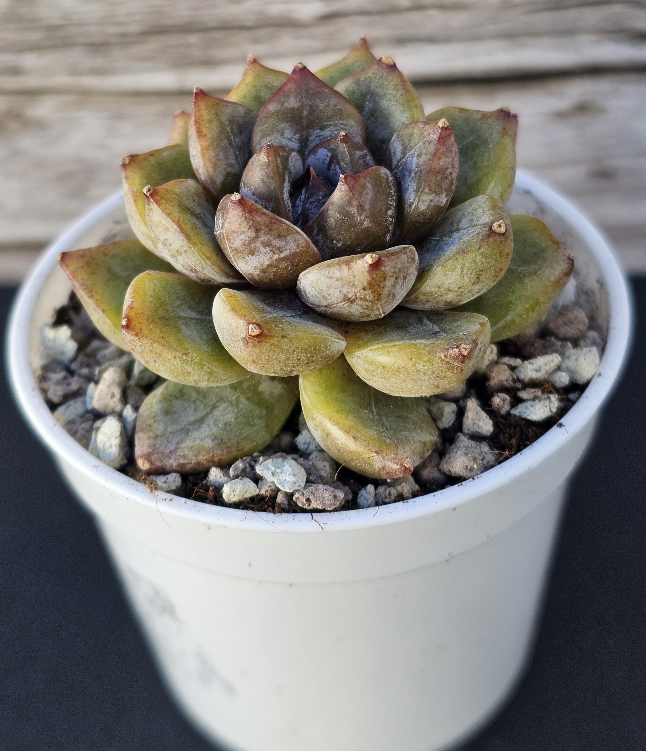 Echeveria 'Purple Stone' rosette 6cm