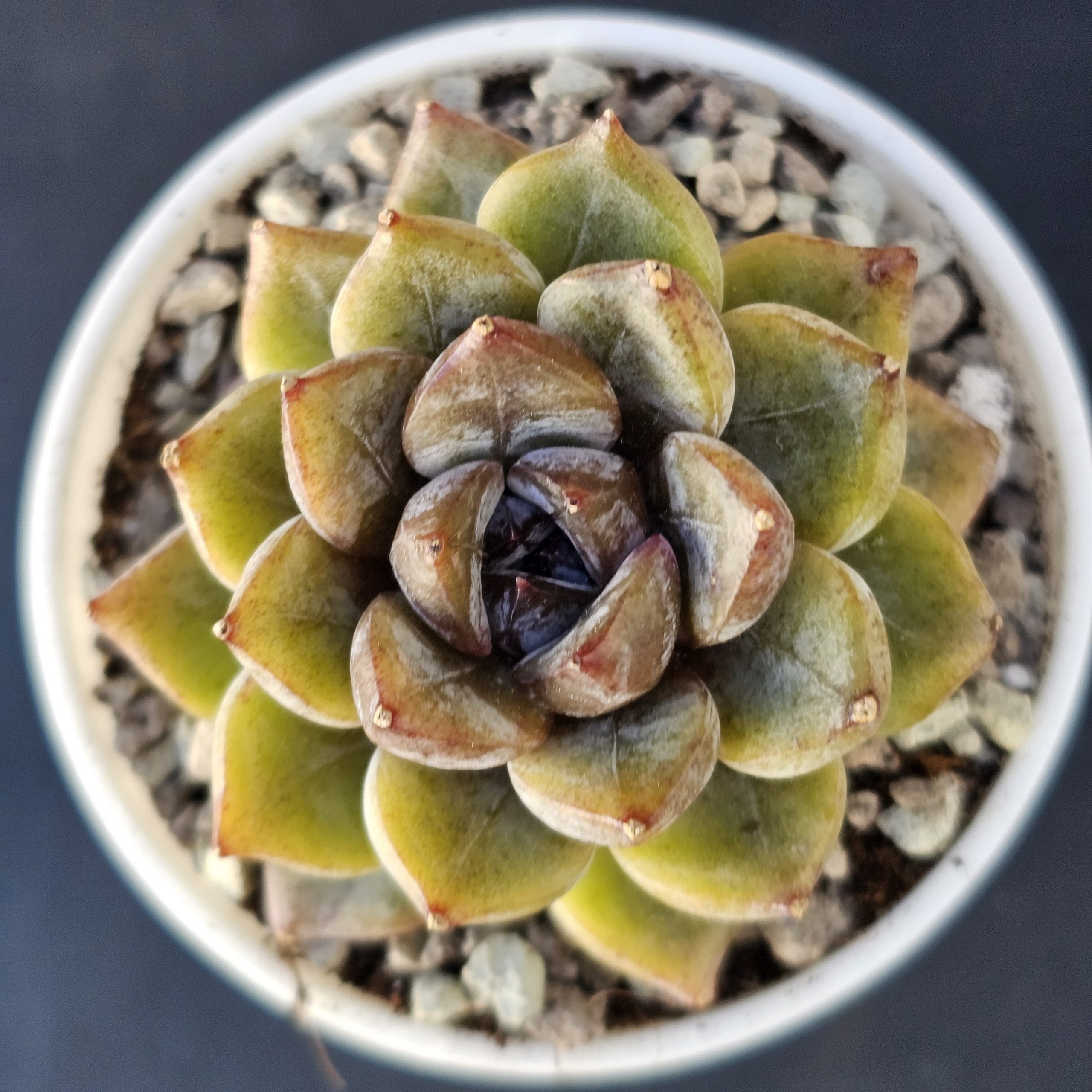 Echeveria 'Purple Stone' rosette 6cm – Image 2
