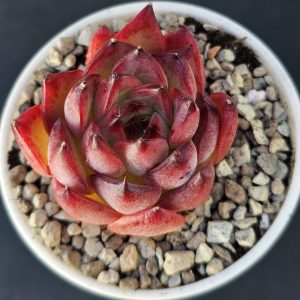 Echeveria 'Fire-Pillar' rosette 4.5cm