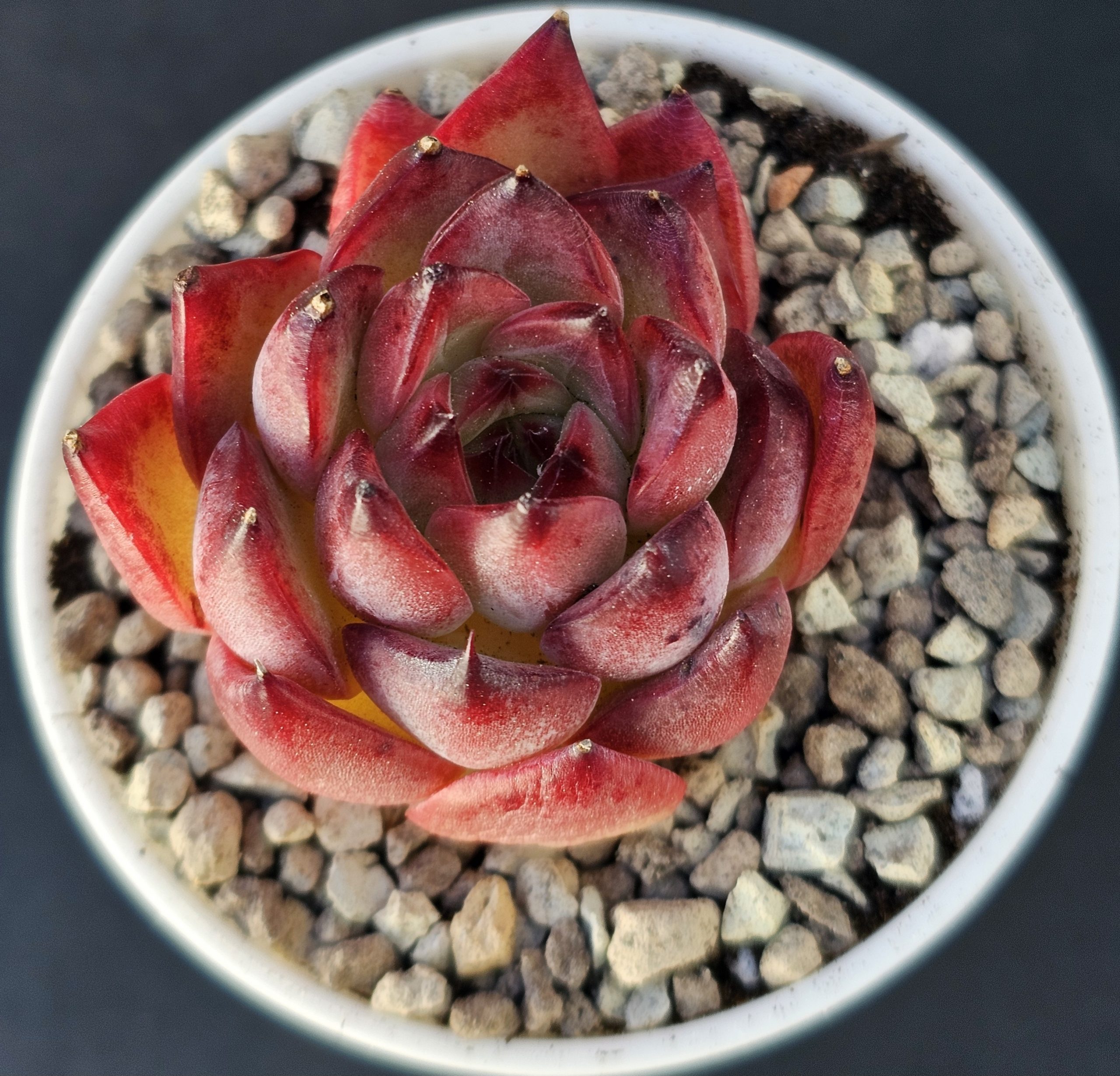 Echeveria 'Fire-Pillar' rosette 4.5cm