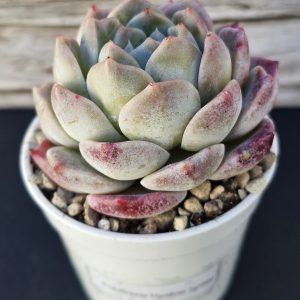 Echeveria 'Hyalina Hybrid' rosette 7cm