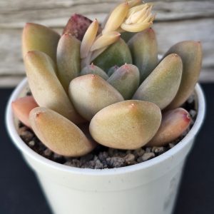 Echeveria 'Cloudflare' rosette 7cm