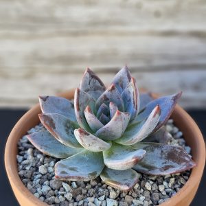 Echeveria 'Yokai' pot 10cm