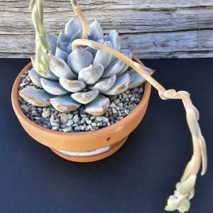 Echeveria 'Snow Bunny' pot 10cm