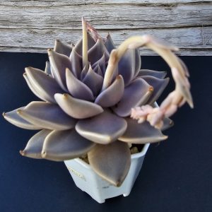Echeveria tobarensis pot 7cm