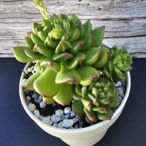 Sedeveria 'Red Lantern' pot 10cm