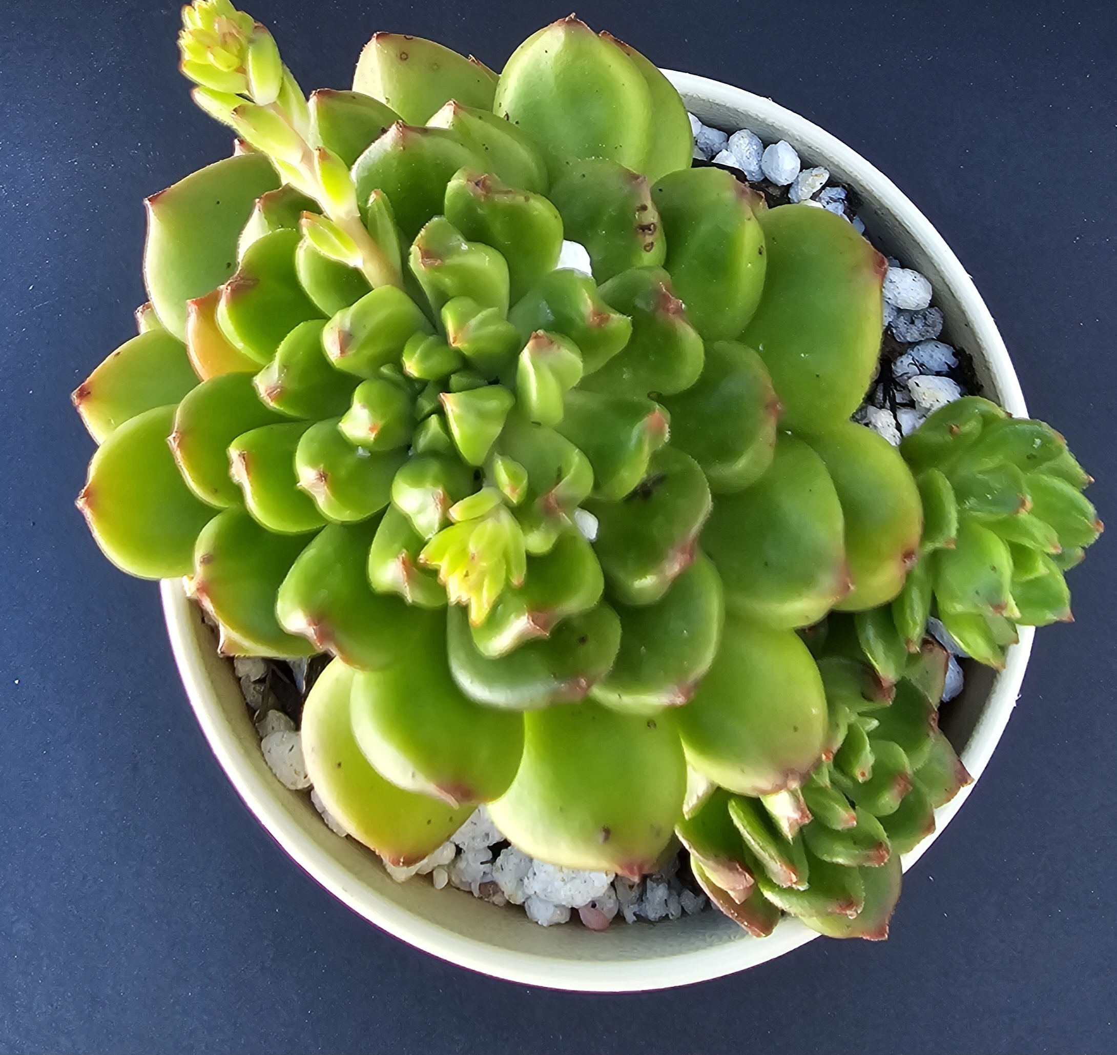 Sedeveria 'Red Lantern' pot 10cm – Image 2