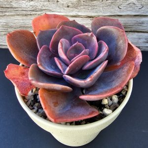 Echeveria 'Dusty Rose' pot 10cm