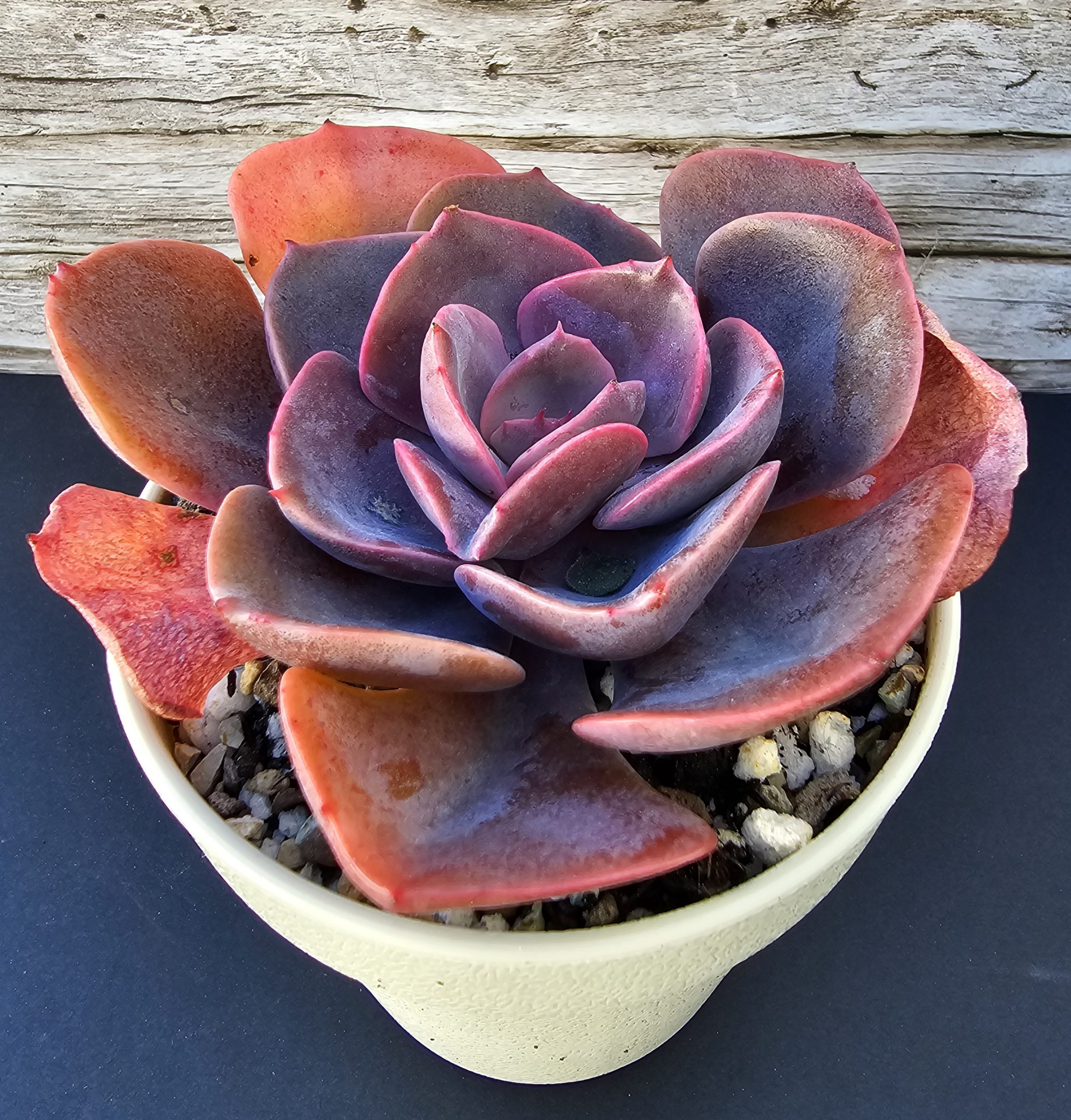Echeveria 'Dusty Rose' pot 10cm
