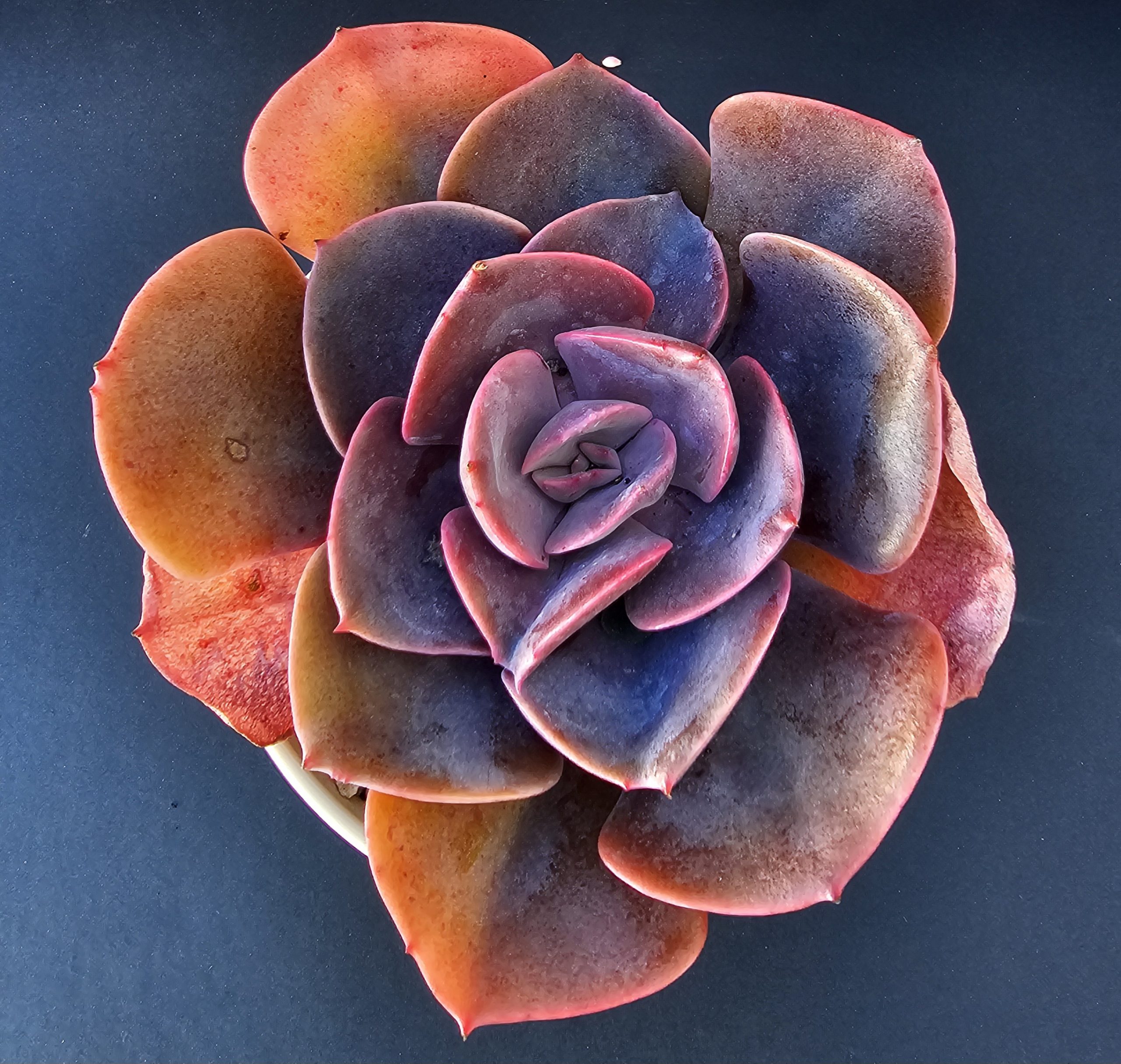 Echeveria 'Dusty Rose' pot 10cm – Image 2