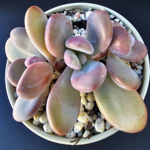 Pachyphytum Cuicatenacum pot 10cm