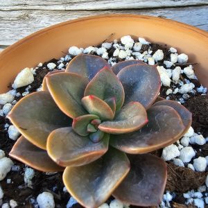 Echeveria 'Chroma' rosette 6cm