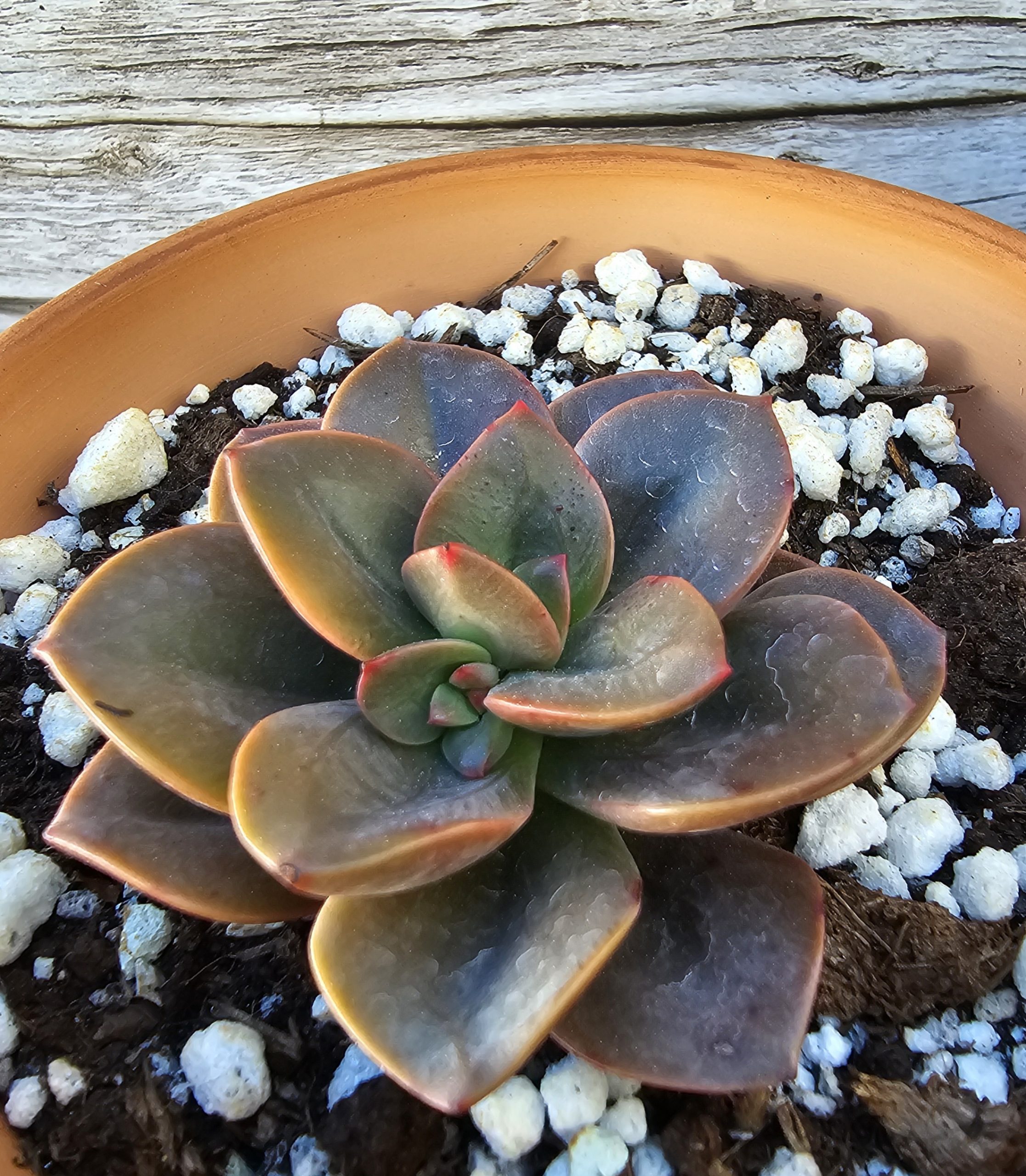 Echeveria 'Chroma' rosette 6cm