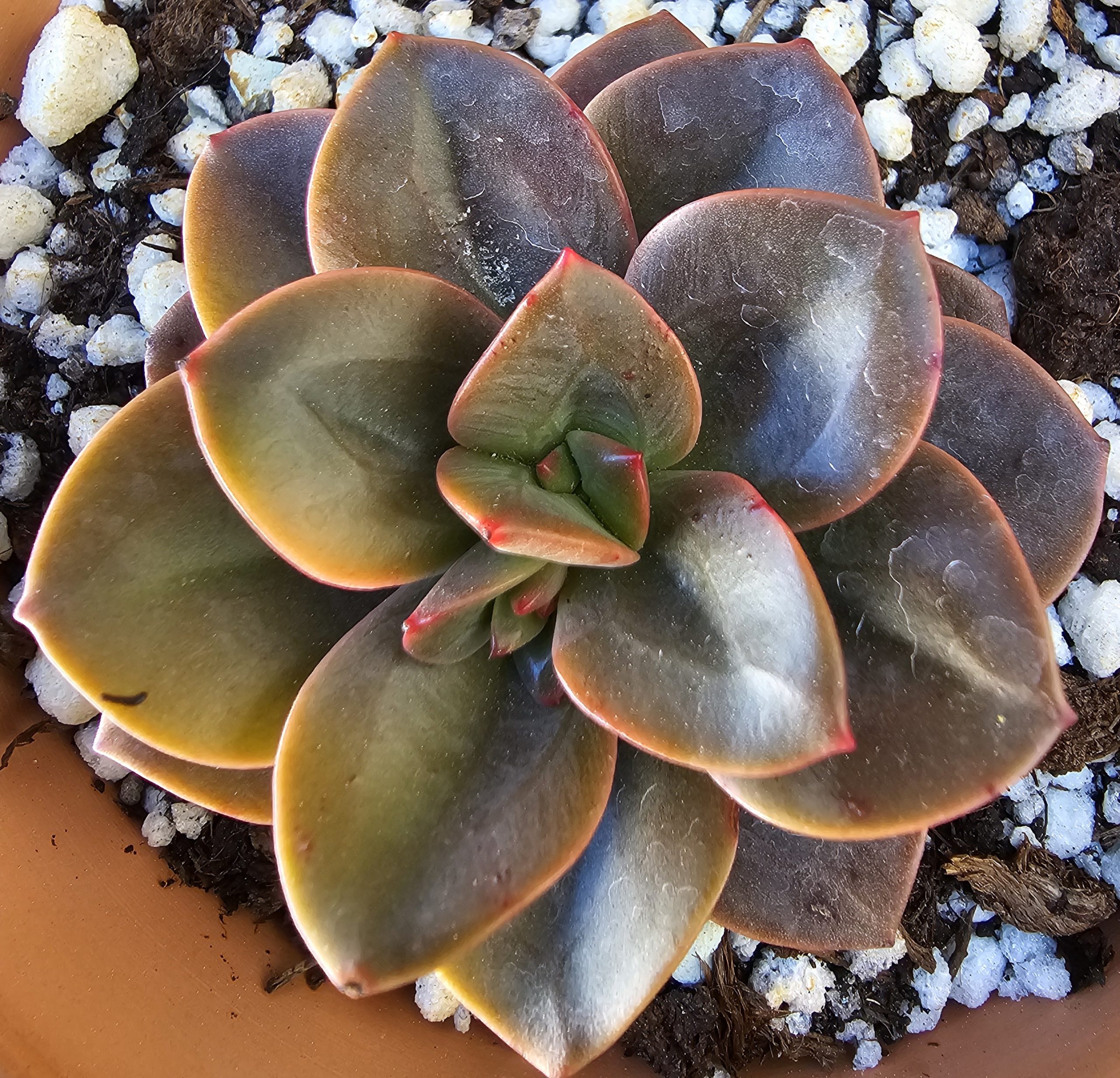 Echeveria 'Chroma' rosette 6cm – Image 2