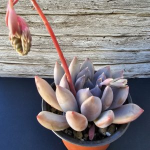Echeveria 'Pink Donna' pot 11cm