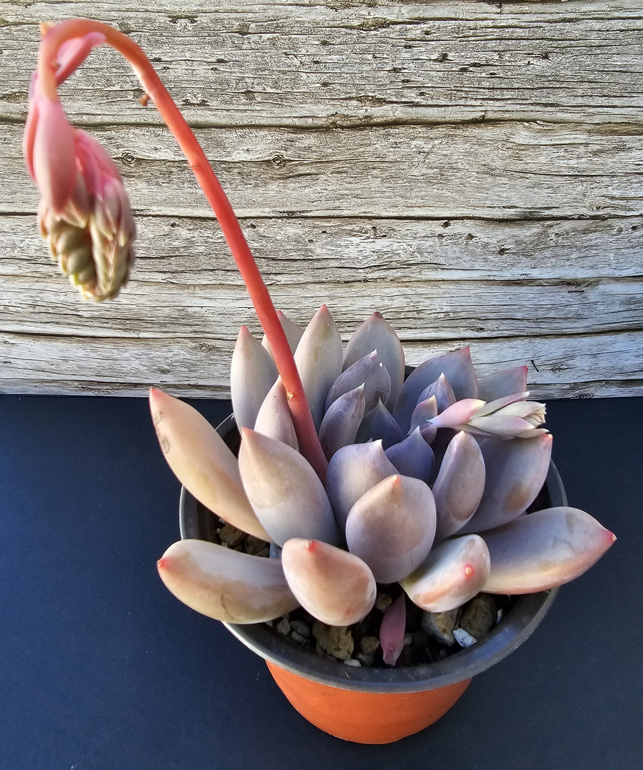 Echeveria 'Pink Donna' pot 11cm