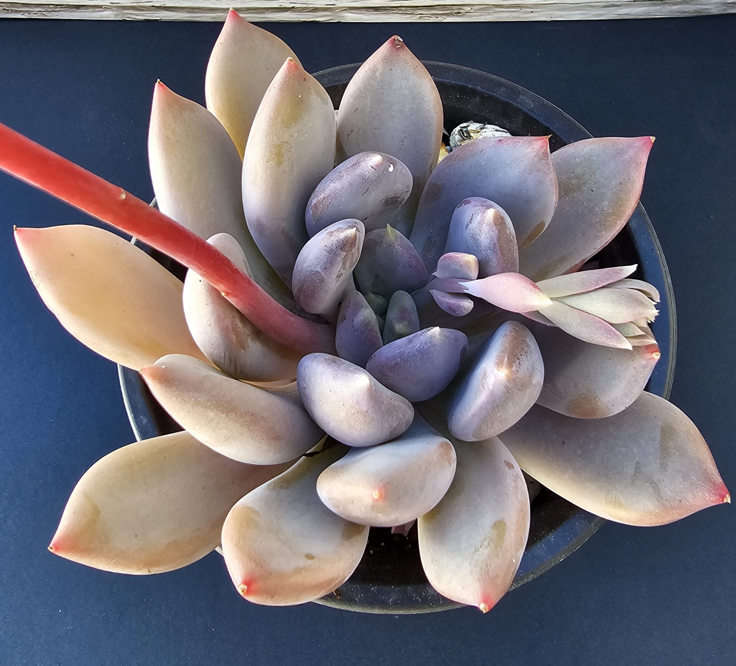 Echeveria 'Pink Donna' pot 11cm – Image 3