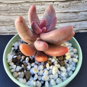 Pachysedum 'Gangzhou' pot 10cm