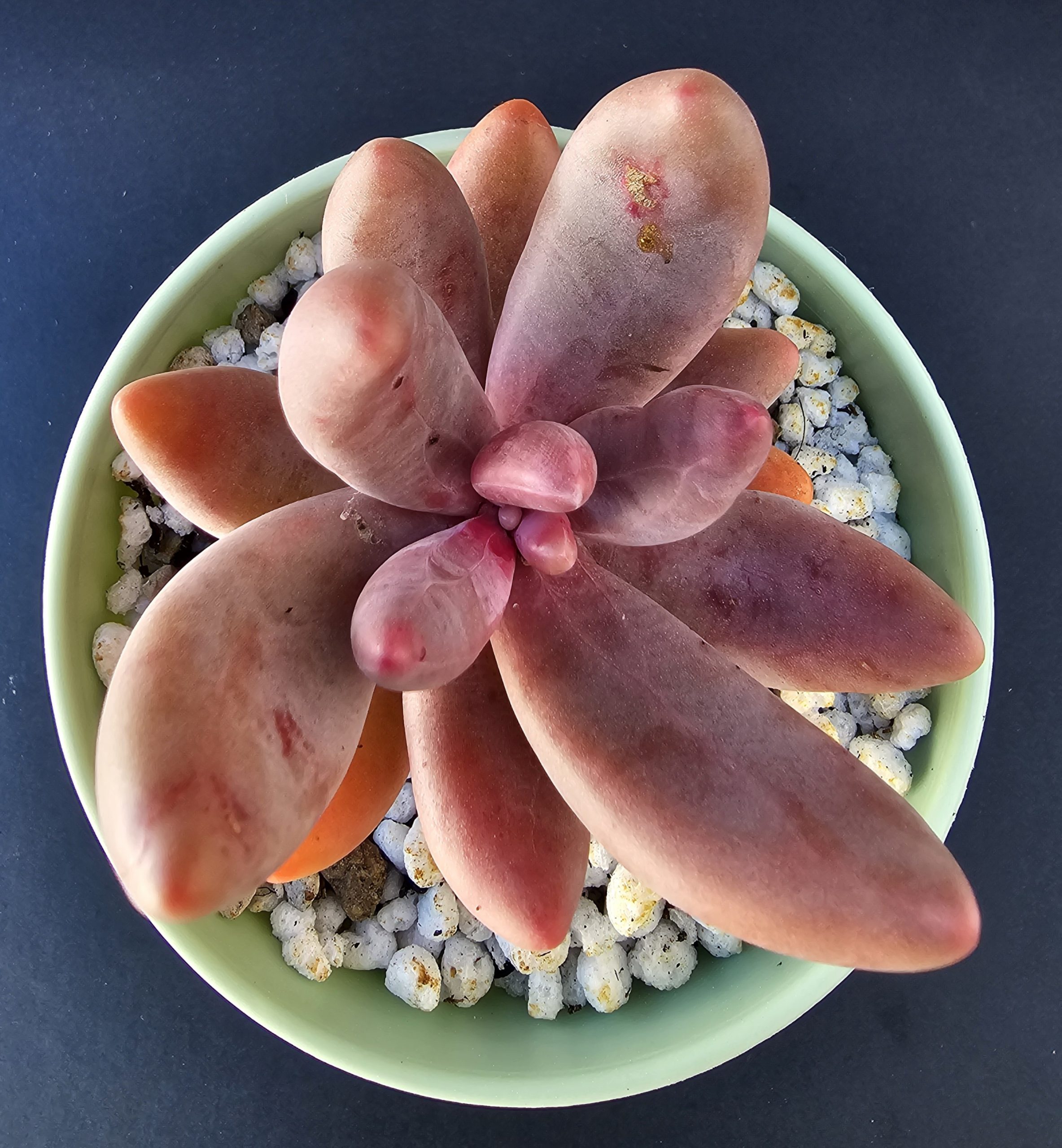 Pachysedum 'Gangzhou' pot 10cm – Image 2