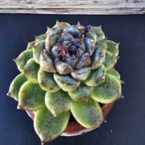 Echeveria 'Amethyst' rosette 7cm