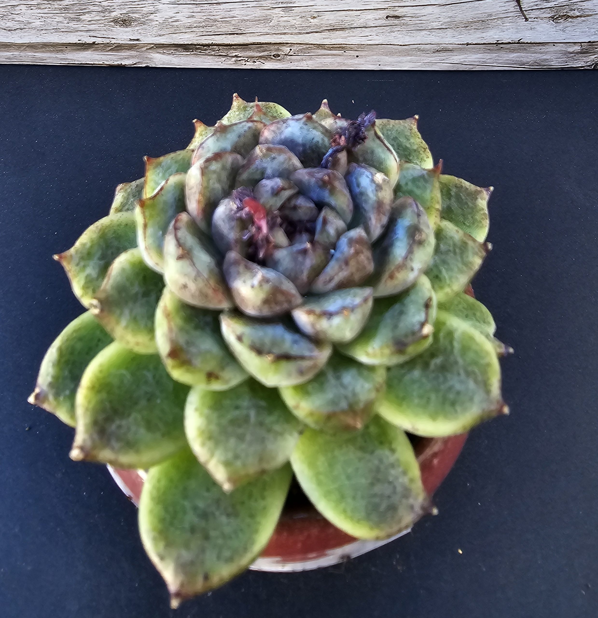 Echeveria 'Amethyst' rosette 7cm