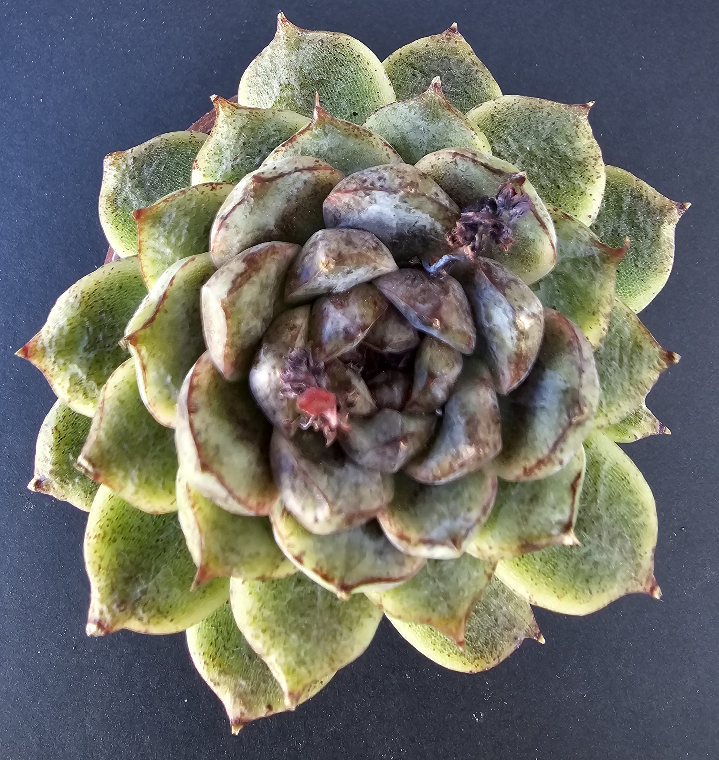 Echeveria 'Amethyst' rosette 7cm – Image 2