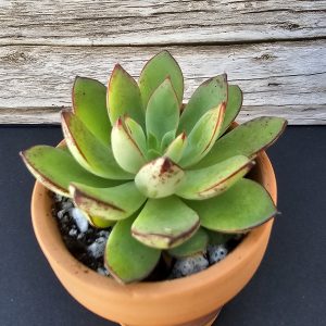 Echeveria 'Cinderella' pot 5.5cm