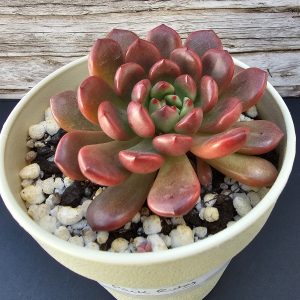 Sedeveria 'Pink Ruby' pot 10cm