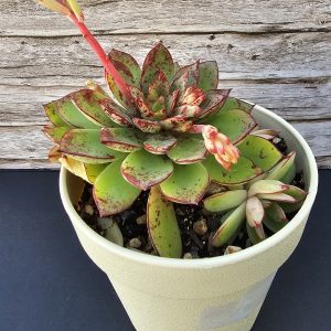 Echeveria 'Cinderella' pot 10cm