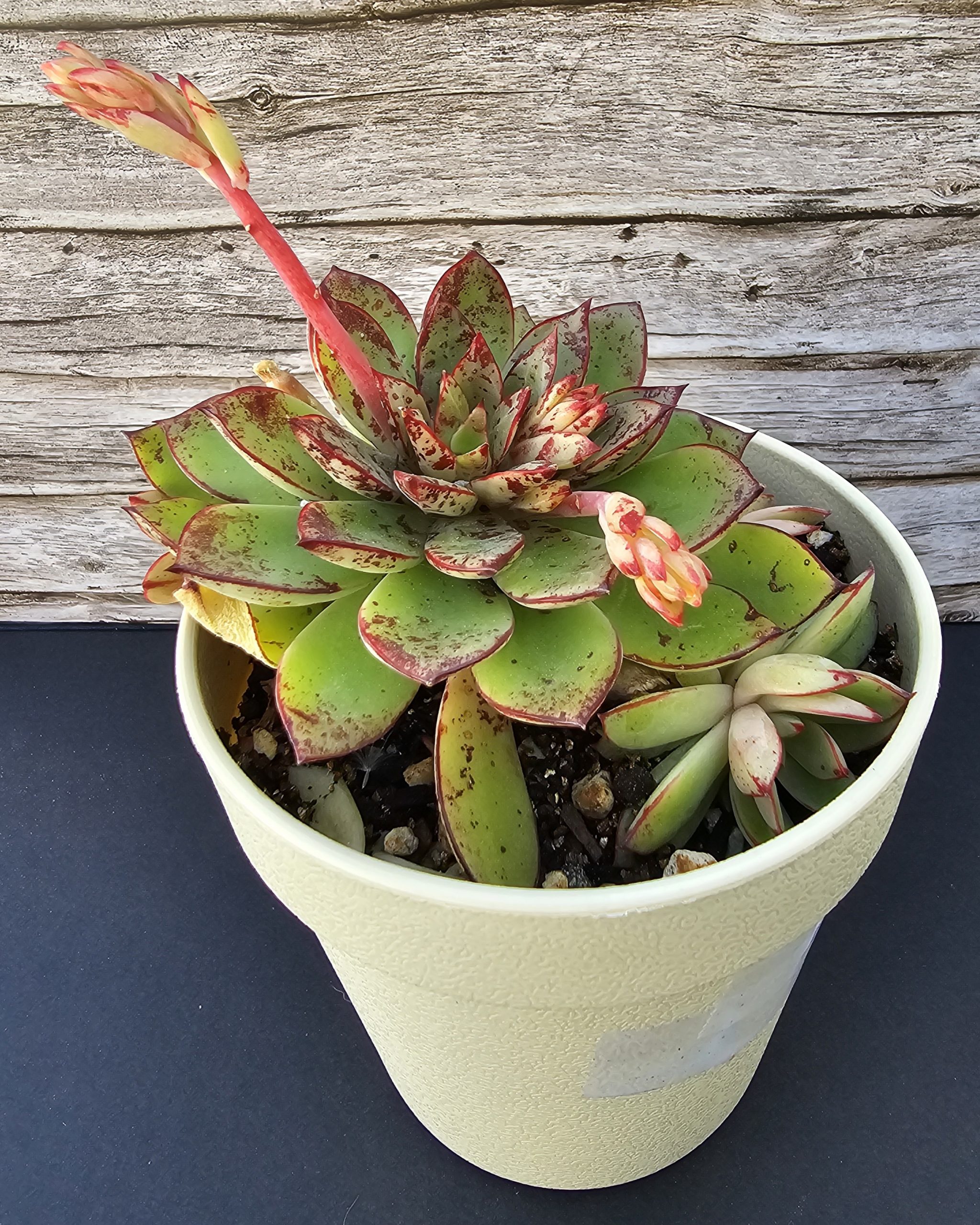 Echeveria 'Cinderella' pot 10cm