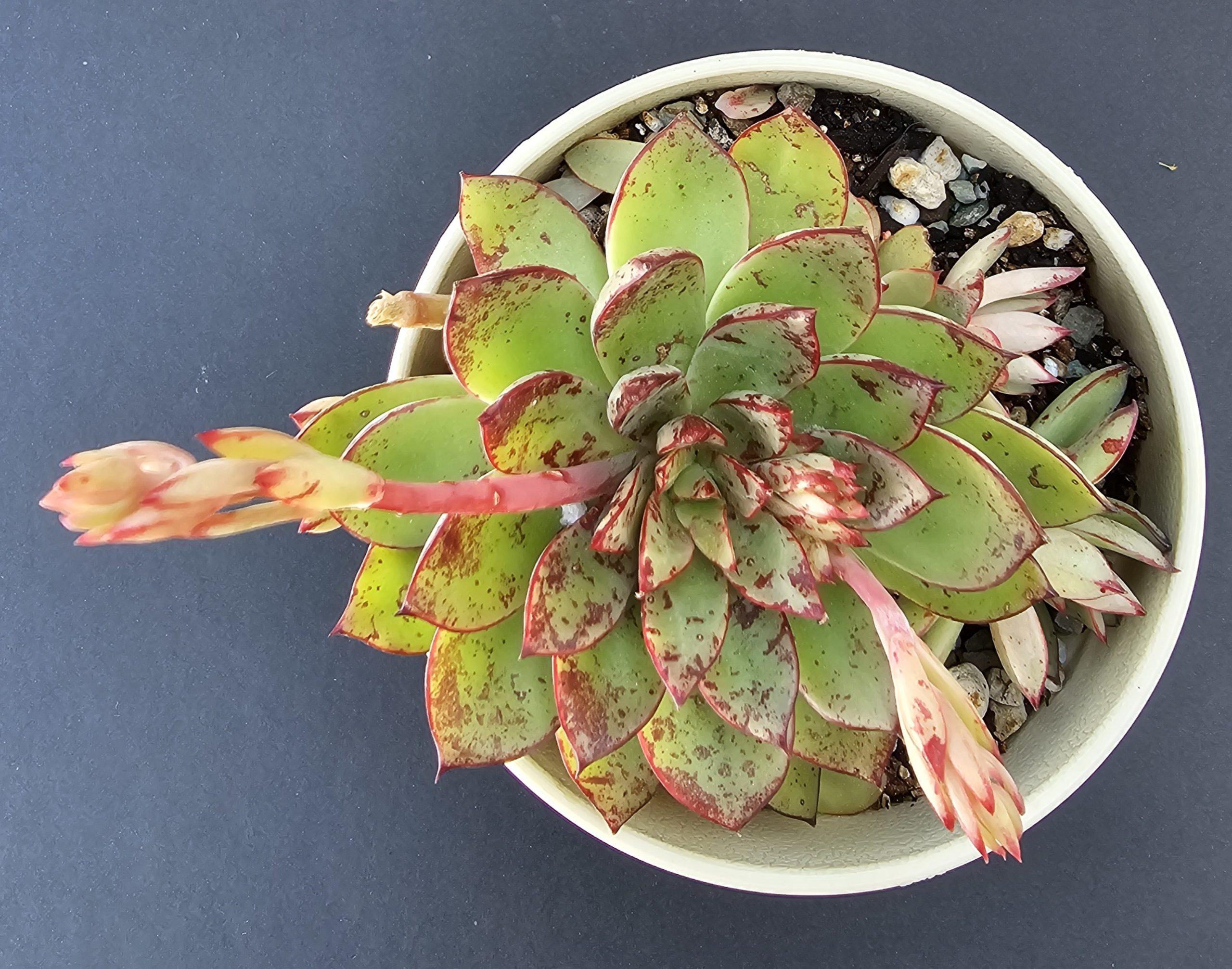 Echeveria 'Cinderella' pot 10cm – Image 2