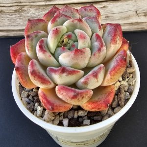Echeveria 'Desert Rose' rosette 6m