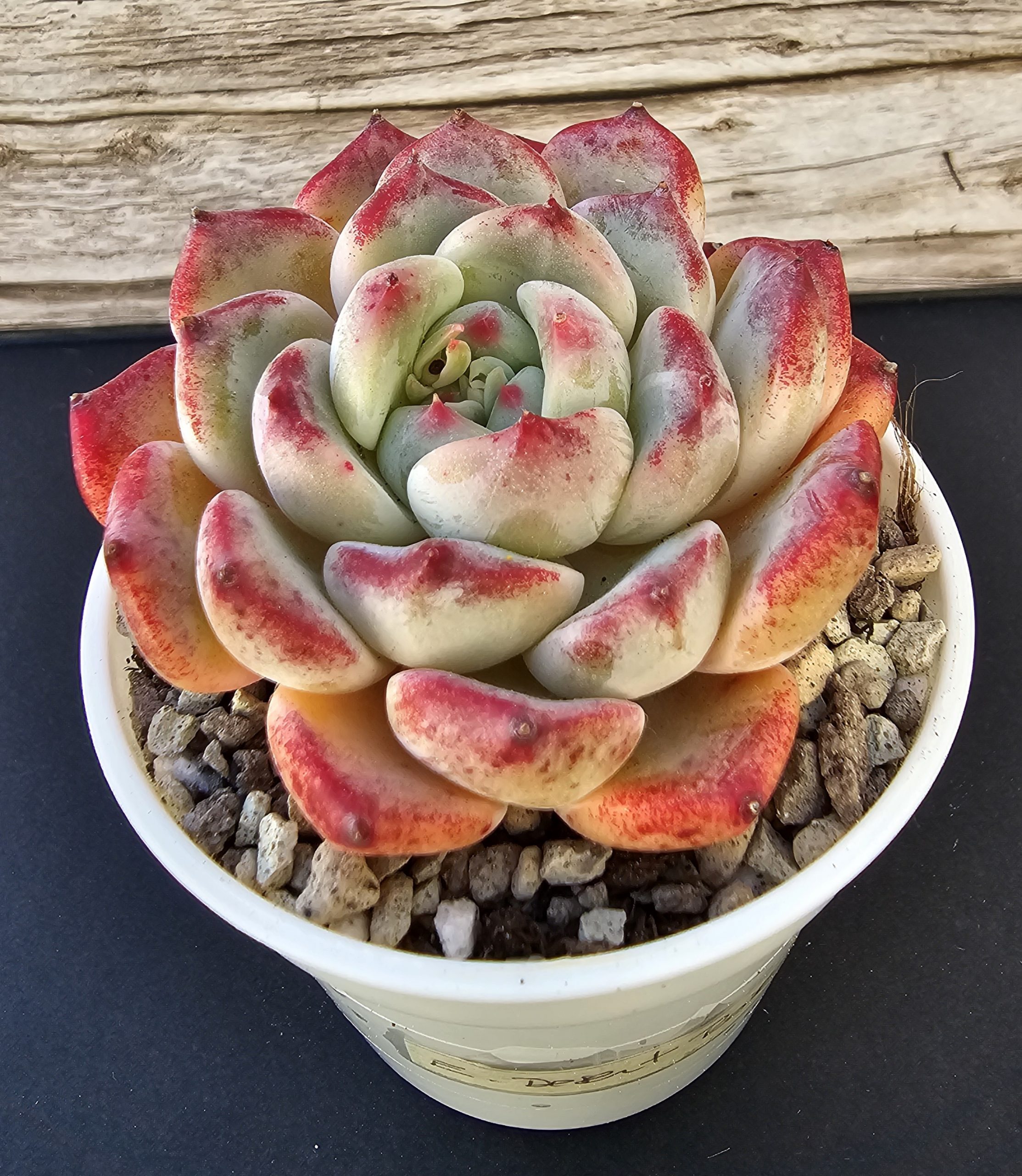 Echeveria 'Desert Rose' rosette 6m