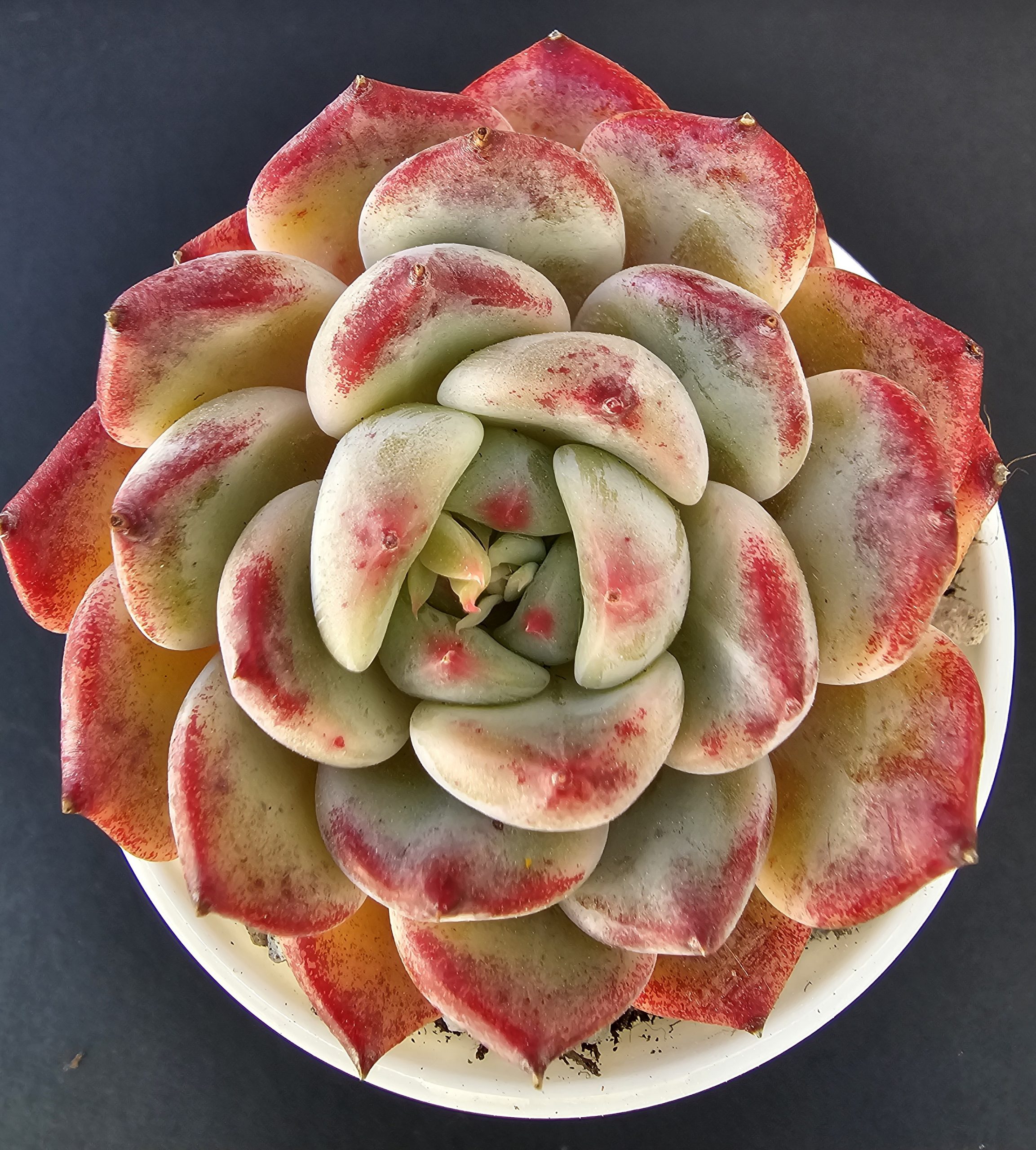Echeveria 'Desert Rose' rosette 6m – Image 2