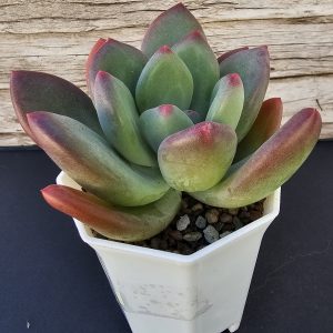 Pachyveria 'Dr Cornelius' pot 7cm