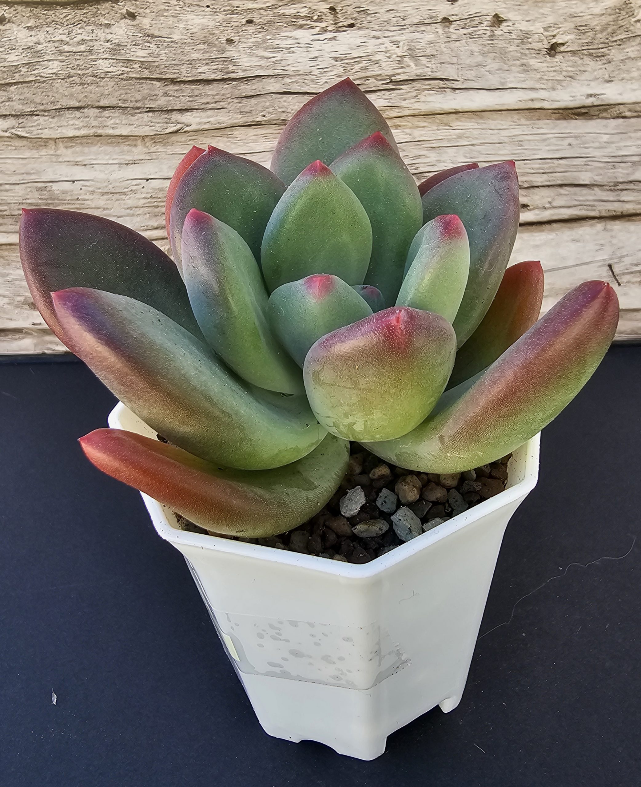 Pachyveria 'Dr Cornelius' pot 7cm