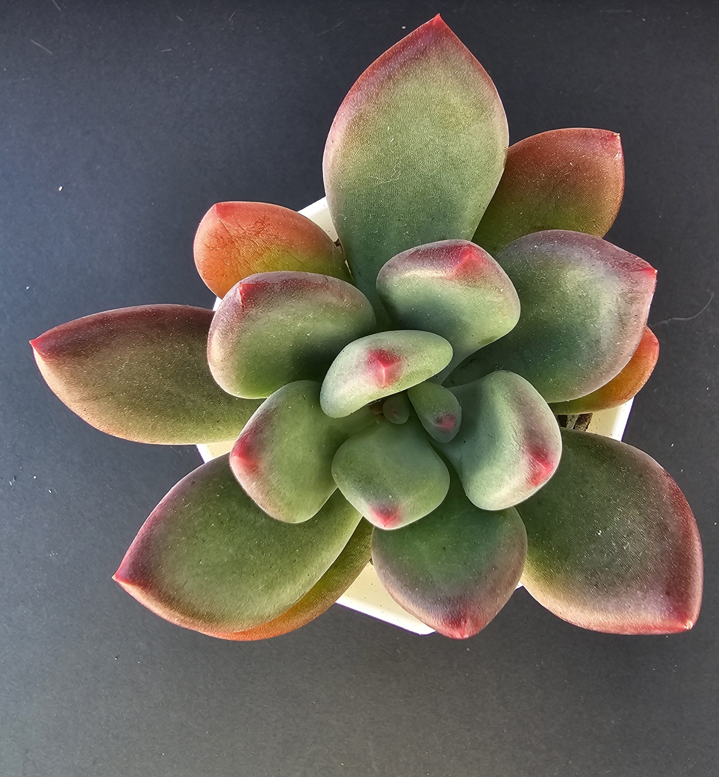 Pachyveria 'Dr Cornelius' pot 7cm – Image 2