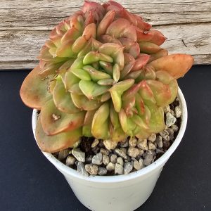 Sedeveria 'Rolly' pot 6cm