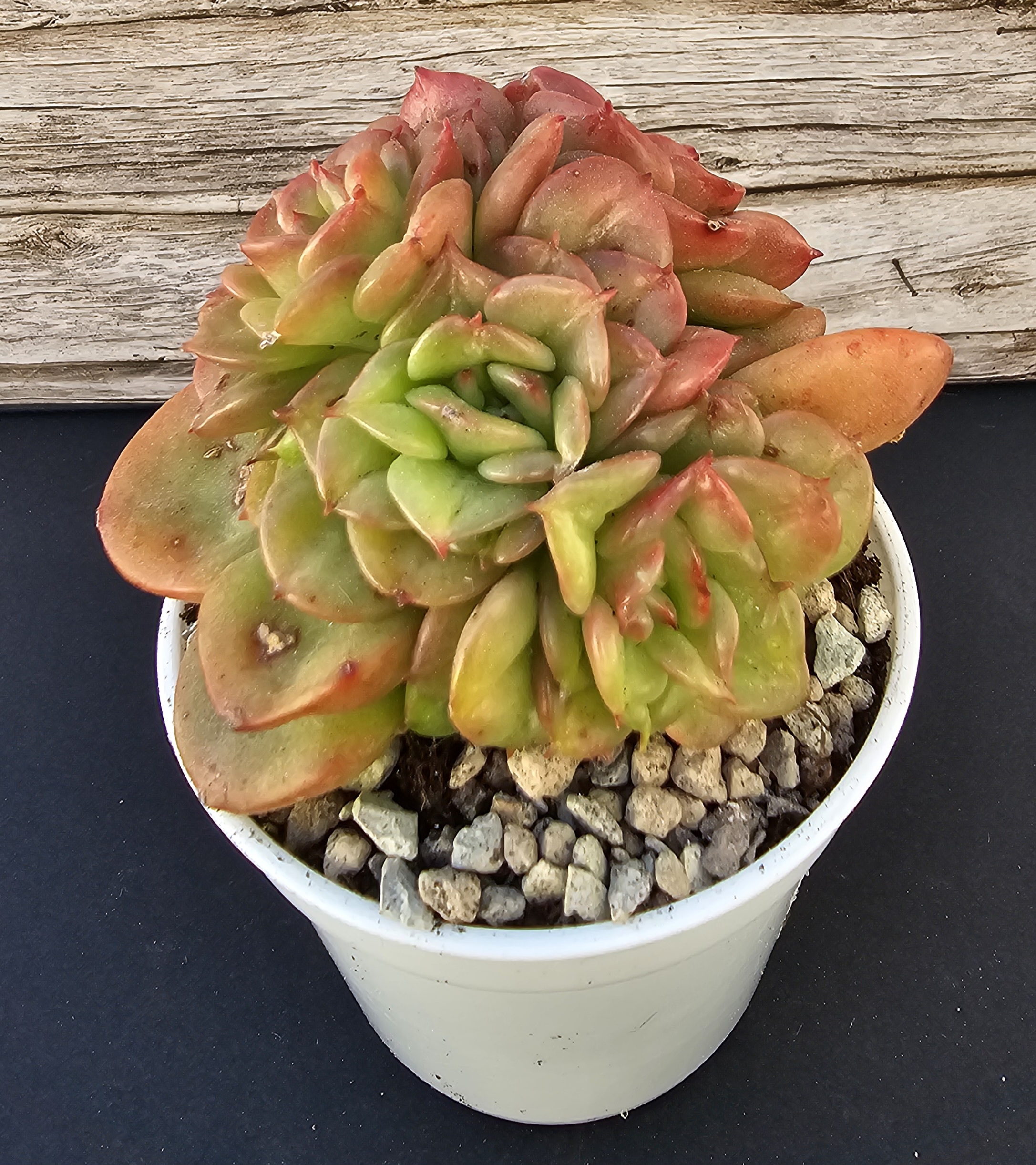 Sedeveria 'Rolly' pot 6cm