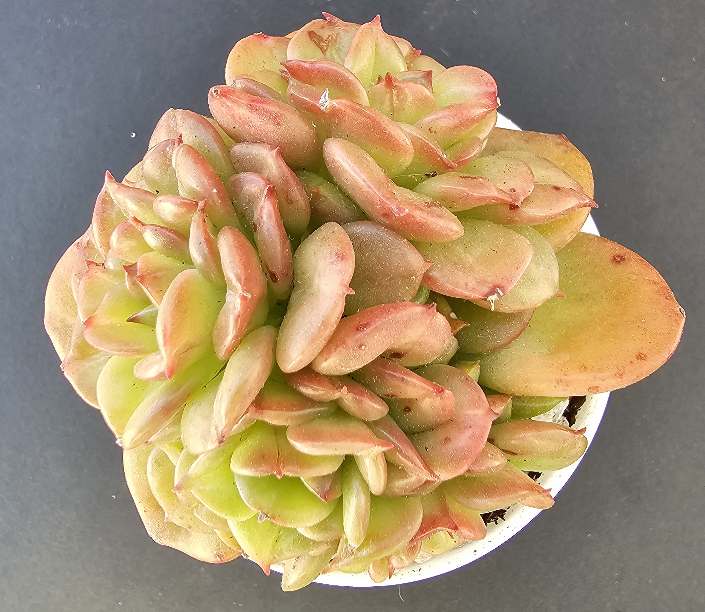 Sedeveria 'Rolly' pot 6cm – Image 2
