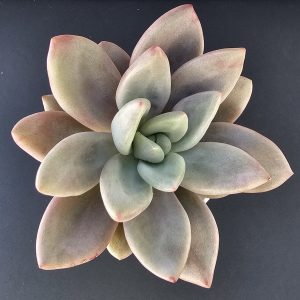 Echeveria 'Pink Donna' pot 7cm
