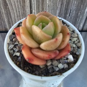 Echeveria 'Cute Panda' pot 6.5cm