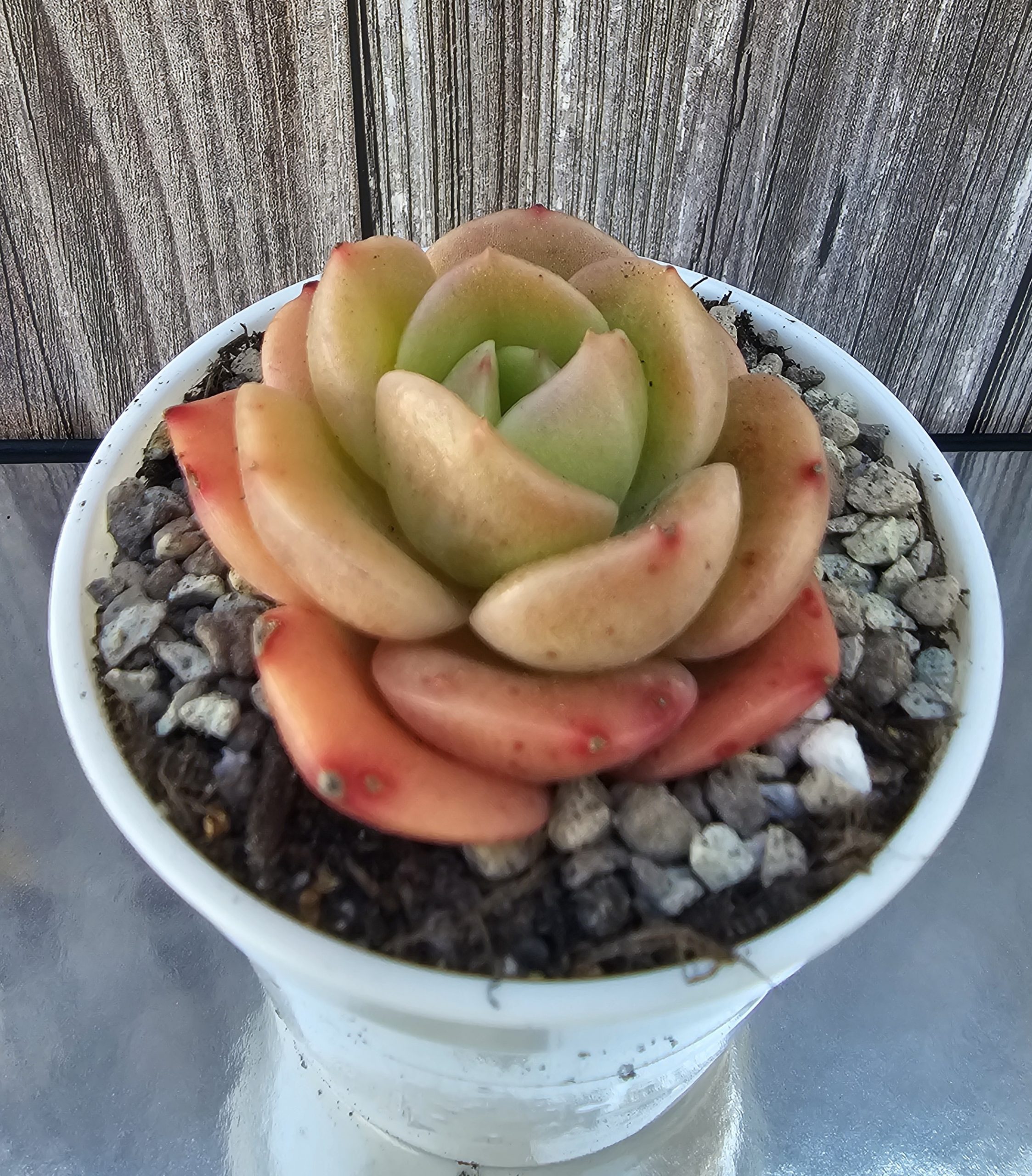 Echeveria 'Cute Panda' pot 6.5cm